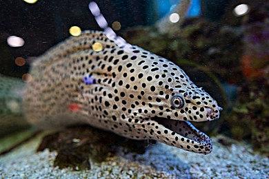 SNK正在开发《饿狼传说》＆《龙虎之拳》新作